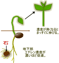 植物体内でのホルモンの働き