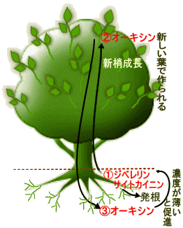 植物体内でのホルモンの働き