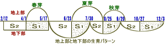 発芽に伴う植物ホルモンの働き【ミカンの場合】