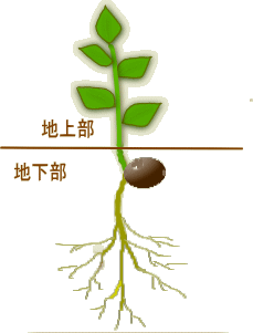 剪定と肥料により（道法私見によるイメージ比率）植物ホルモンが変化する