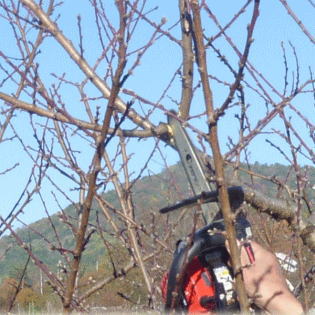 小型チェーンソーでの切り上げ剪定/切り跡