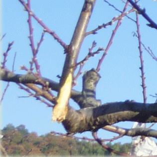小型チェーンソーでの切り上げ剪定/切り跡