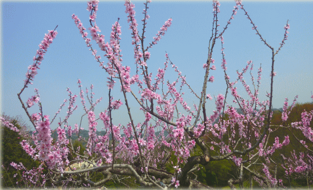 切り上げ剪定後の花付